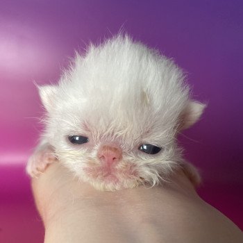 chaton Persan white A.... Chatterie Peekaboo chaton Persan white A.... Chatterie Peekaboo