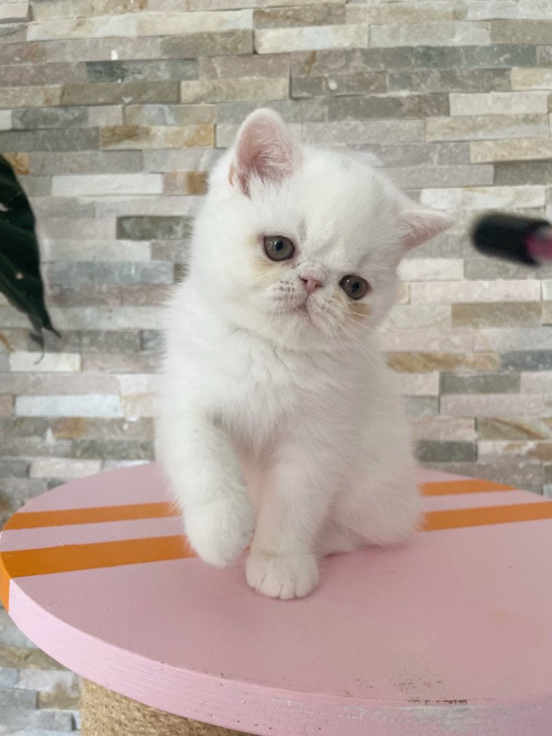 Peekaboo Peekaboo Arlo Mâle Exotic Shorthair
