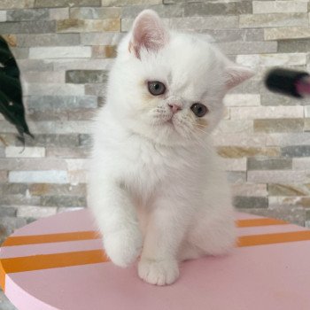 chaton Persan white A.... Chatterie Peekaboo